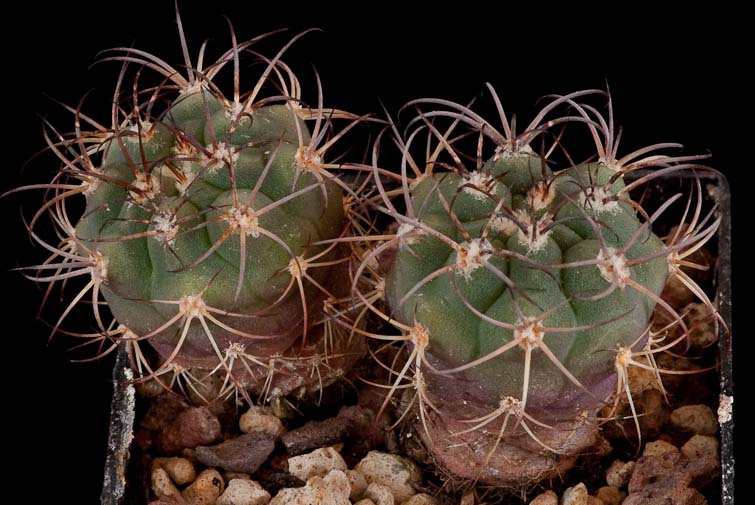 Gymnocalycium millaresii STO 959